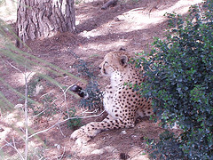 résérve africaine de sigean