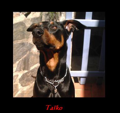 Tako