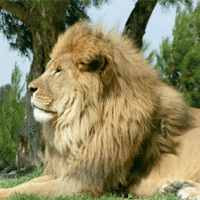 résérve africaine de sigean