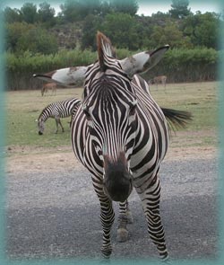 résérve africaine de sigean