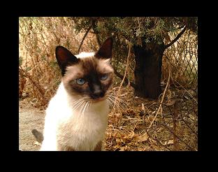 My Cat d'Amour !!