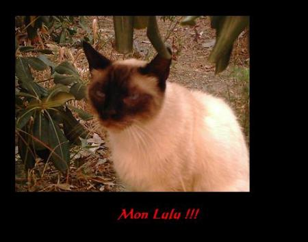 Encore mon Lulu !!!