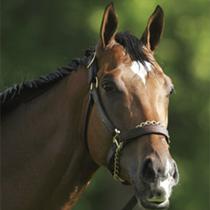 BARBARO, un célébre cheval de course ...