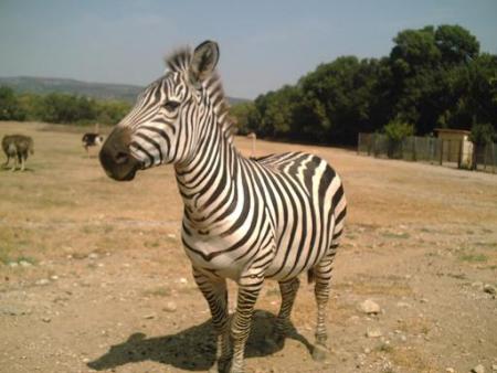 résérve africaine de sigean